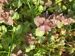 Lamium purpureum