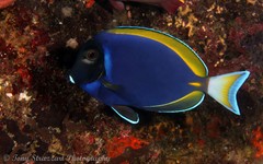 Acanthurus nigricans × leucosternon