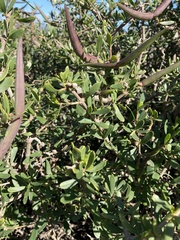 Periploca laevigata angustifolia
