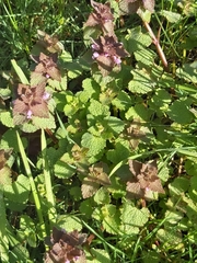 Lamium purpureum