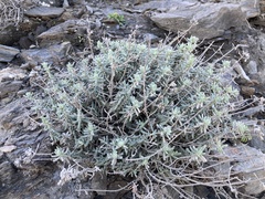 Teucrium dunense