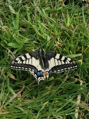 Papilio machaon