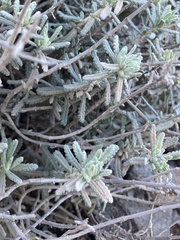 Teucrium dunense