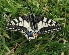 Papilio machaon