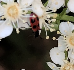 Pelonides quadripunctata