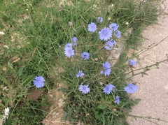 Cichorium intybus
