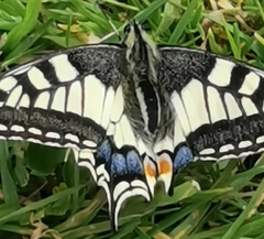 Papilio machaon