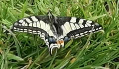 Papilio machaon