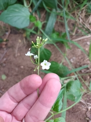 Commicarpus plumbagineus