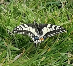 Papilio machaon