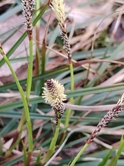 Carex pilosa