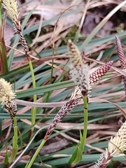 Carex pilosa