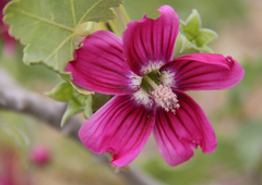 Malva assurgentiflora