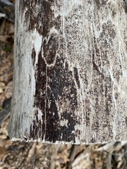 Byssosphaeria rhodomphala