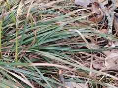 Carex pilosa
