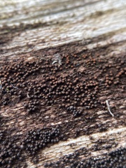 Byssosphaeria rhodomphala