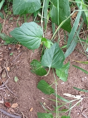 Commicarpus plumbagineus