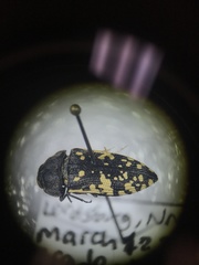 Acmaeodera flavopicta