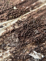 Byssosphaeria rhodomphala