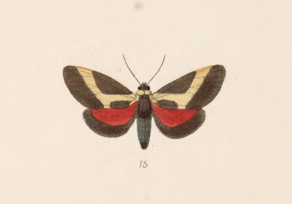 Allanwatsonia hodeva