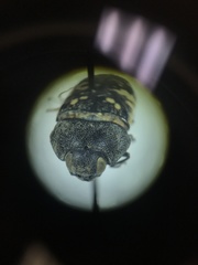 Acmaeodera flavopicta