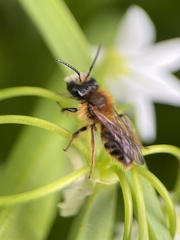 Andrena haemorrhoa
