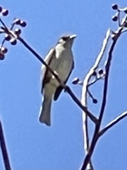 Tyrannus dominicensis