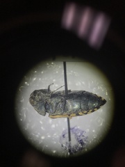 Acmaeodera flavopicta