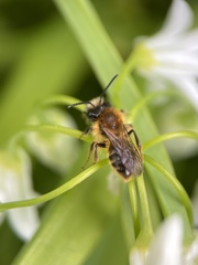 Andrena haemorrhoa