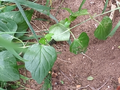 Commicarpus plumbagineus