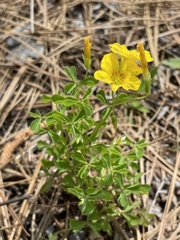 Oxalis texana