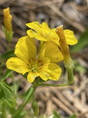 Oxalis texana