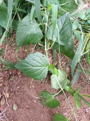 Commicarpus plumbagineus