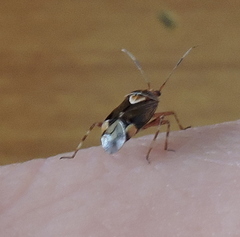 Deraeocoris flavilinea