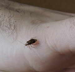 Deraeocoris flavilinea