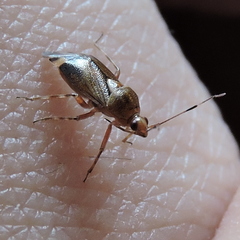 Deraeocoris flavilinea