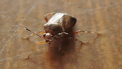 Deraeocoris flavilinea