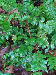 Berberis nervosa