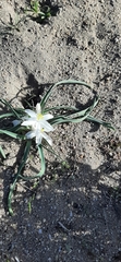 Leucocrinum montanum