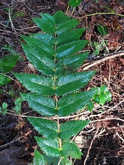 Berberis nervosa
