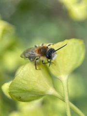 Andrena haemorrhoa