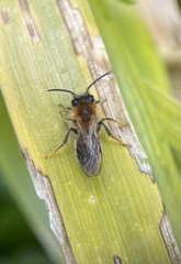 Andrena haemorrhoa