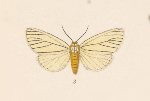 Spilosoma pelopea