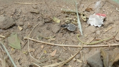 Graphipterus minutus