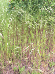 Bromus sterilis