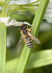 Andrena flavipes