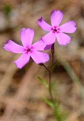 Phlox nivalis texensis