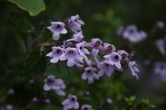 Prostanthera melissifolia