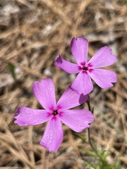 Phlox nivalis texensis