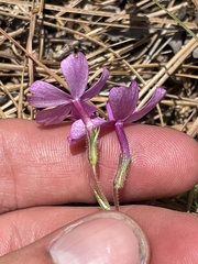 Phlox nivalis texensis